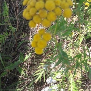Photographie n°2222814 du taxon Tanacetum vulgare L. [1753]
