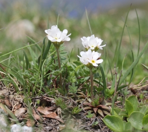 Marie  Portas, le 17 juillet 2018 (Abriès-Ristolas (Montagnes autour de Valpreveyre))