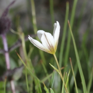 Photographie n°2222839 du taxon Lloydia serotina (L.) Rchb. [1830]