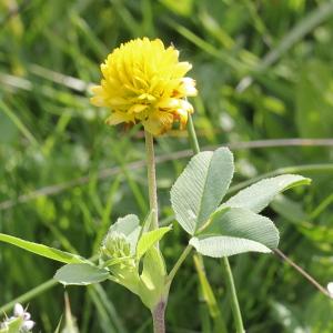 Photographie n°2222889 du taxon Trifolium spadiceum L.