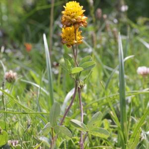 Photographie n°2222902 du taxon Trifolium spadiceum L.