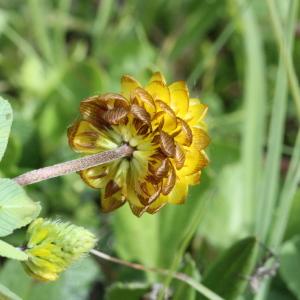 Photographie n°2222903 du taxon Trifolium spadiceum L.