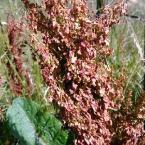 Photographie n°2222936 du taxon Rumex alpinus L. [1759]