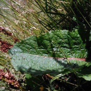 Photographie n°2222937 du taxon Rumex alpinus L. [1759]