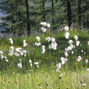 Photographie n°2222938 du taxon Eriophorum angustifolium Honck.