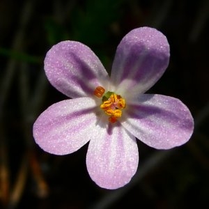 Photographie n°2222957 du taxon Geranium purpureum Vill. [1786]