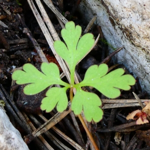 Photographie n°2222959 du taxon Geranium purpureum Vill. [1786]