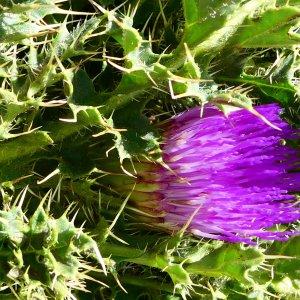 Photographie n°2222970 du taxon Cirsium acaule All. [1780]