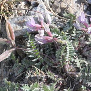 Photographie n°2222977 du taxon Oxytropis gaudinii Bunge [1847]