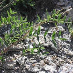  - Astragalus austriacus Jacq.