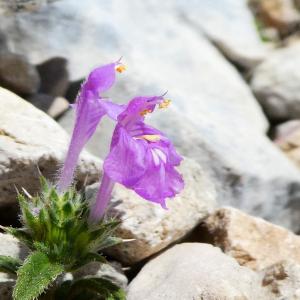 Photographie n°2222989 du taxon Galeopsis angustifolia Ehrh. ex Hoffm. [1804]