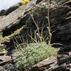 Photographie n°2223004 du taxon Artemisia glacialis L. [1763]