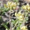  Marie  Portas - Alyssum alpestre L.