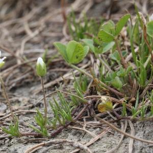 Photographie n°2223028 du taxon Sagina glabra (Willd.) Fenzl [1833]