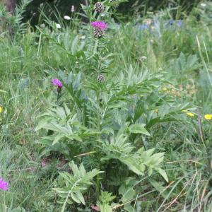 Photographie n°2223055 du taxon Centaurea alpestris Hegetschw. [1839]