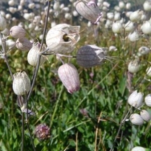 Photographie n°2223063 du taxon Silene vulgaris (Moench) Garcke [1869]