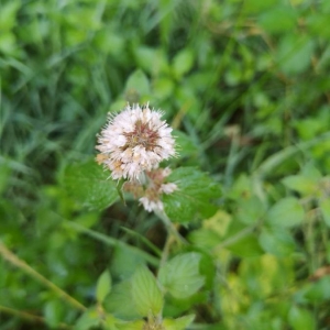 Photographie n°2223075 du taxon Mentha aquatica L. [1753]