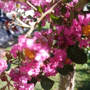 Photographie n°2223124 du taxon Lagerstroemia indica L. [1759]