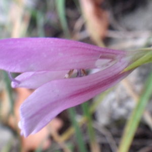 Photographie n°2223142 du taxon Gladiolus triphyllus Bertol. [1833]