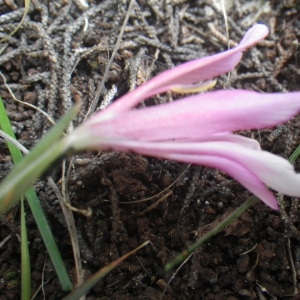 Photographie n°2223143 du taxon Gladiolus triphyllus Bertol. [1833]