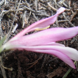 Photographie n°2223144 du taxon Gladiolus triphyllus Bertol. [1833]