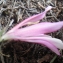  Liliane Roubaudi - Gladiolus triphyllus Bertol. [1833]