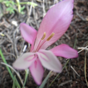  - Gladiolus triphyllus Bertol. [1833]