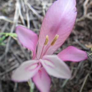 Gladiolus boucheanus Schltdl. (Glaïeul des marais)