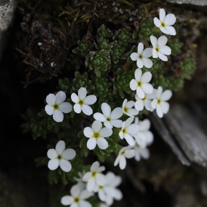 Photographie n°2223147 du taxon Androsace alpina (L.) Lam. [1779]