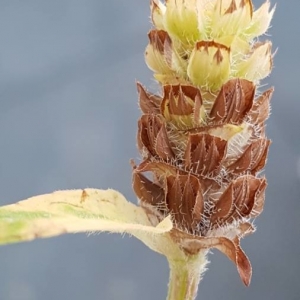 Photographie n°2223201 du taxon Prunella vulgaris L. [1753]