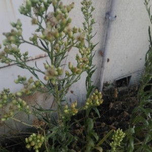 Photographie n°2223289 du taxon Erigeron sumatrensis Retz. [1810]