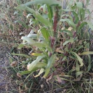 Photographie n°2223291 du taxon Erigeron sumatrensis Retz. [1810]