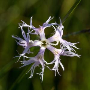 Photographie n°2223300 du taxon Dianthus superbus L. [1755]