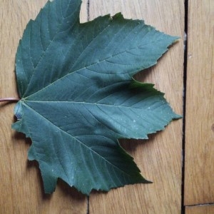 Photographie n°2223328 du taxon Acer pseudoplatanus L. [1753]