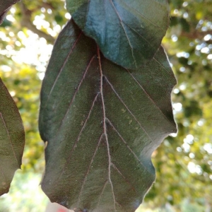 Photographie n°2223329 du taxon Fagus sylvatica L. [1753]