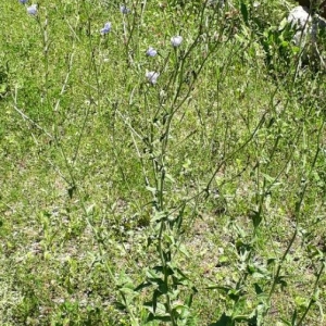 Photographie n°2223343 du taxon Cichorium intybus L. [1753]