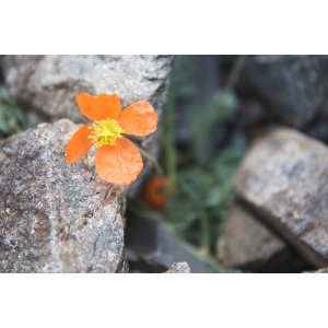 Papaver alpinum subsp. suaveolens (Lapeyr. ex P.Fourn.) O.Bolòs & Vigo var. suaveolens (Pavot de Lapeyrouse)