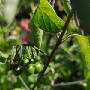 Photographie n°2223378 du taxon Solanum americanum Mill. [1768]