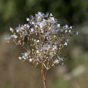 Photographie n°2223390 du taxon Valeriana officinalis L. [1753]