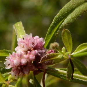 Photographie n°2223392 du taxon Cuscuta europaea L. [1753]