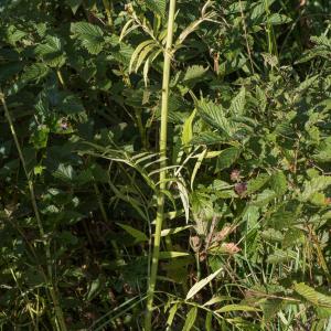 Photographie n°2223405 du taxon Valeriana officinalis L. [1753]