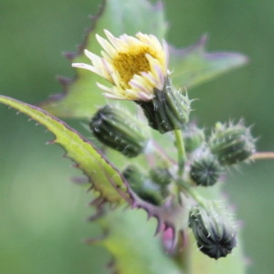 Photographie n°2223421 du taxon Sonchus oleraceus L. [1753]