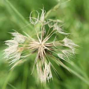 Photographie n°2223431 du taxon Tragopogon pratensis L. [1753]