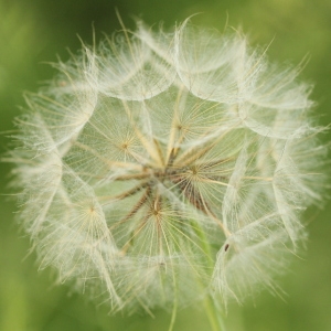 Photographie n°2223434 du taxon Tragopogon pratensis L. [1753]