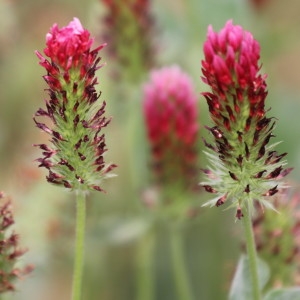 Photographie n°2223435 du taxon Trifolium incarnatum L. [1753]