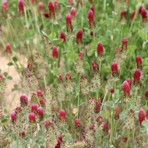 Photographie n°2223436 du taxon Trifolium incarnatum L. [1753]