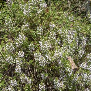 Photographie n°2223444 du taxon Thymus nitens Lamotte [1881]