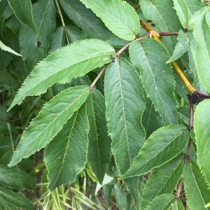 Photographie n°2223455 du taxon Sambucus racemosa L. [1753]