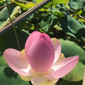 Photographie n°2223479 du taxon Nelumbo nucifera Gaertn. [1788]