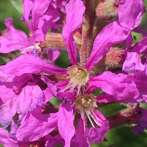 Photographie n°2223484 du taxon Lythrum salicaria L.